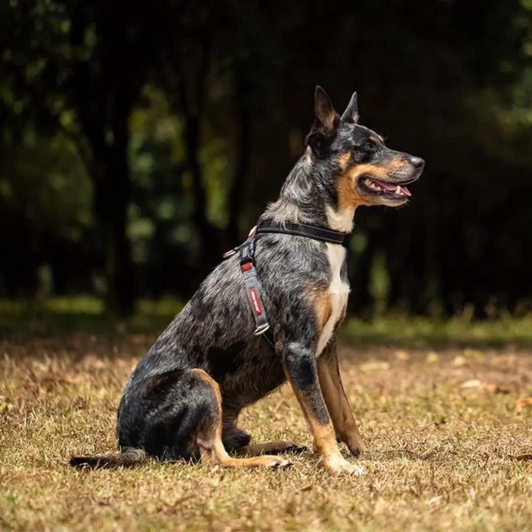 Ezydog Crosscheck Hondenharnas L - Khaki Groen