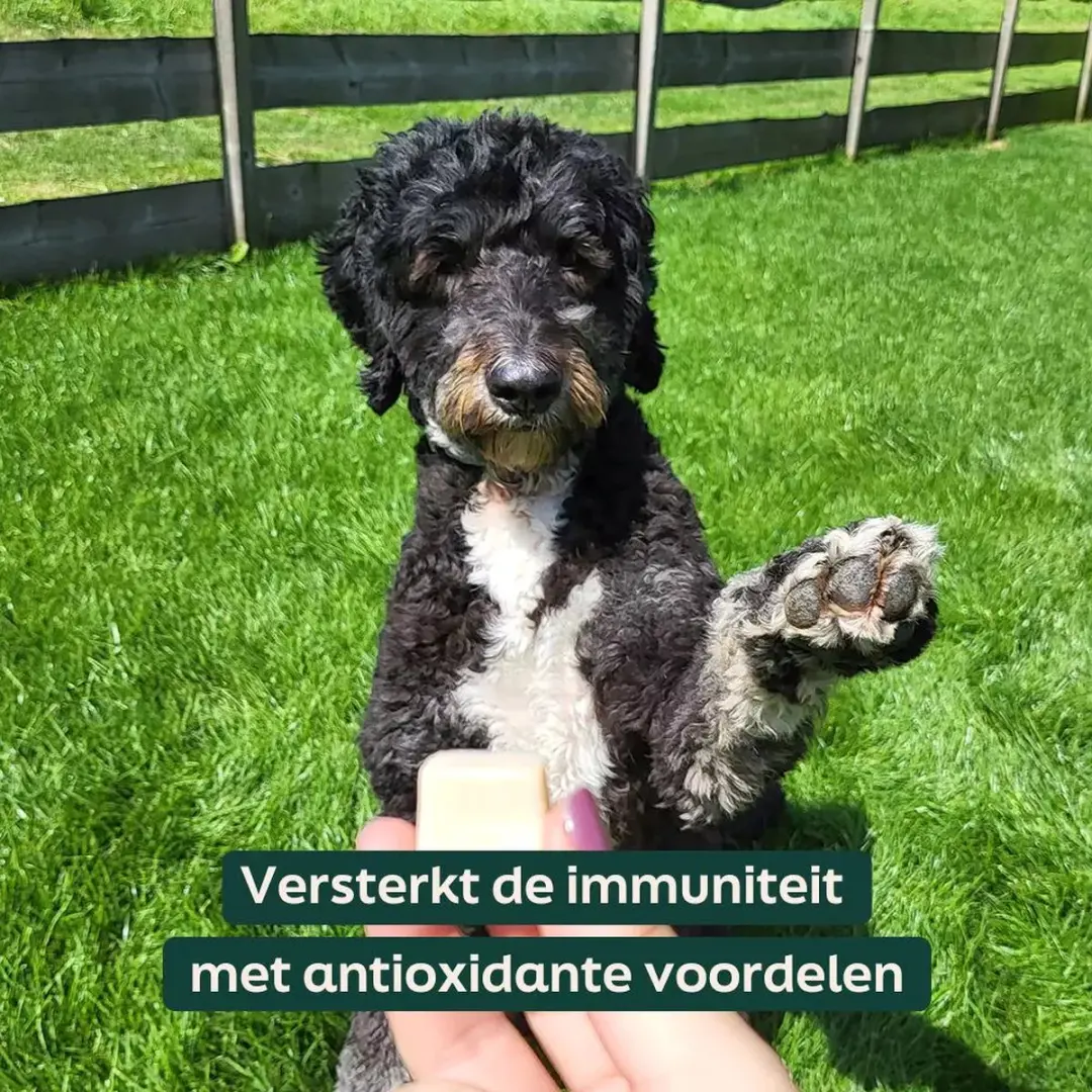 Wooof Schapenvet Bonbons met Kurkuma - 100 Stuks