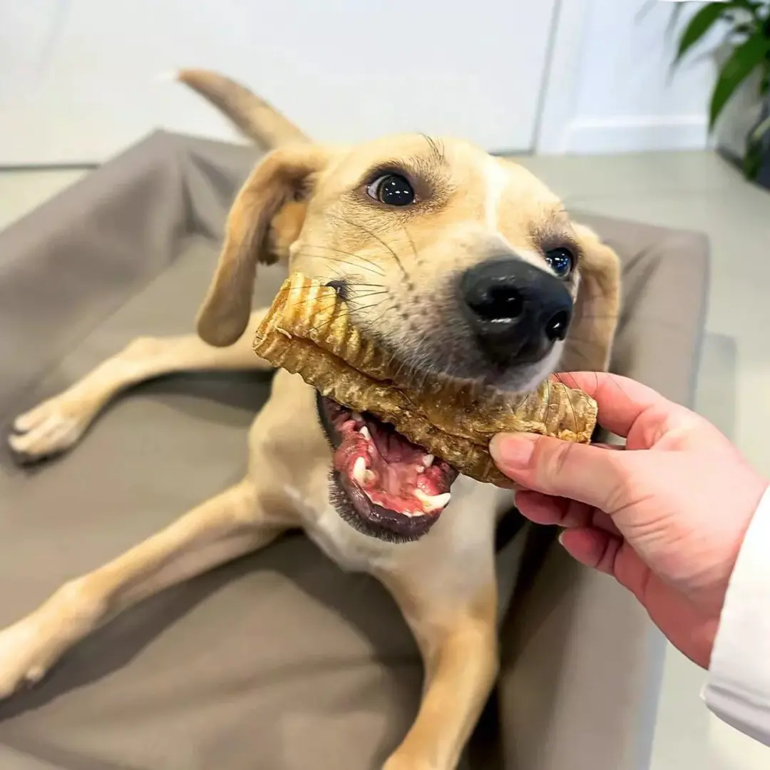 Wooof Runderluchtpijp Hondensnack - 2kg