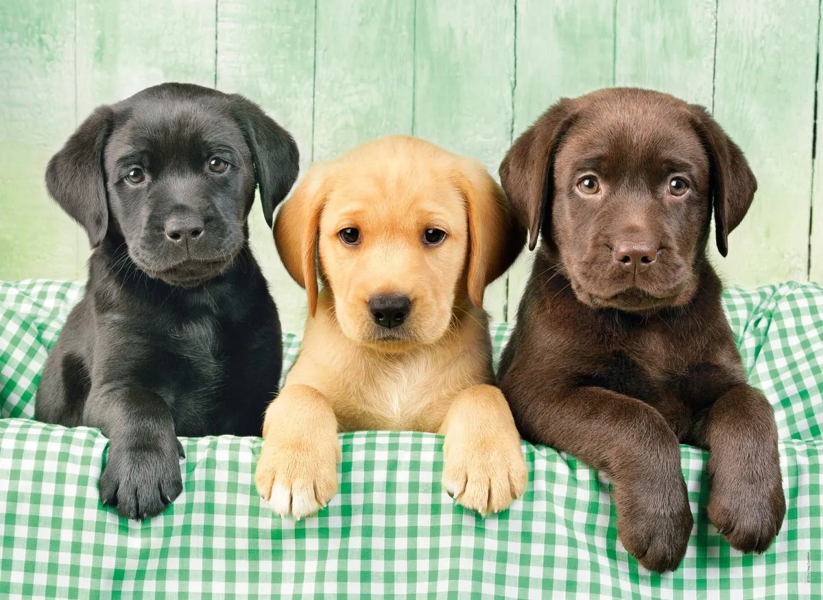 Clementoni Puzzel 1000 Stuks Drie Labradors - Multikleur - afbeelding 6 van 6