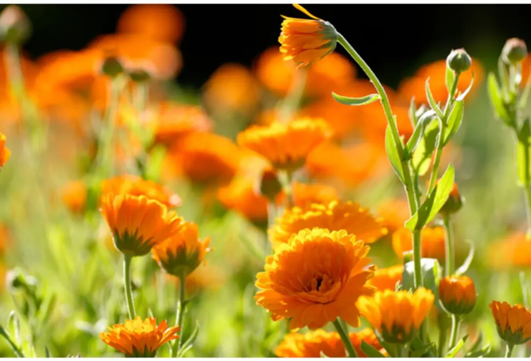 Weleda Calendula Zalf - 2x25g Voordeelverpakking