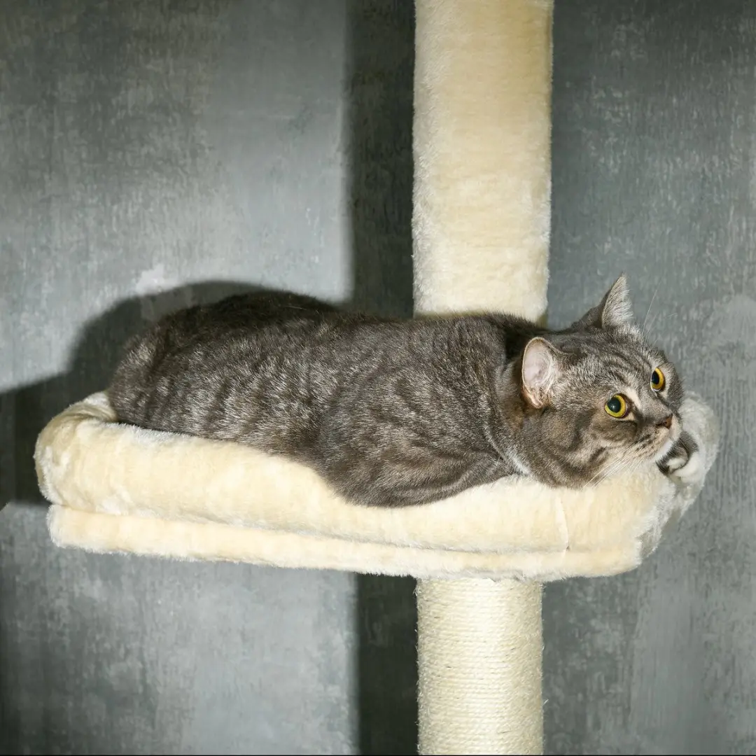 Pawhut Kattenboom Beige 40x31x270cm
