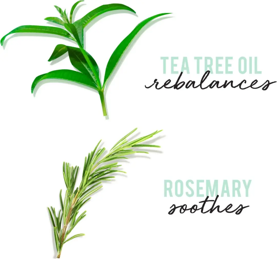 Hask Conditioner Tea Tree Oil & Rosemary Invigorating Leave-In Spray 175ml