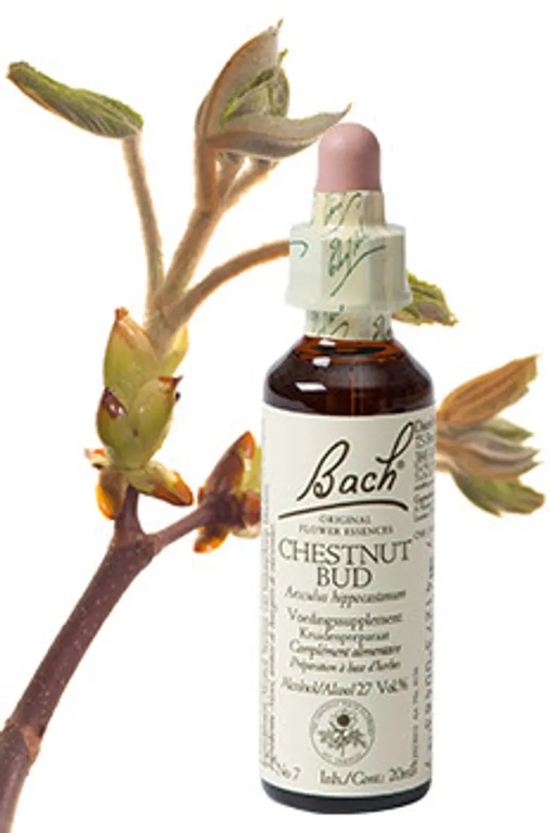 Bach Chestnut Bud Voedingssupplement 20ml