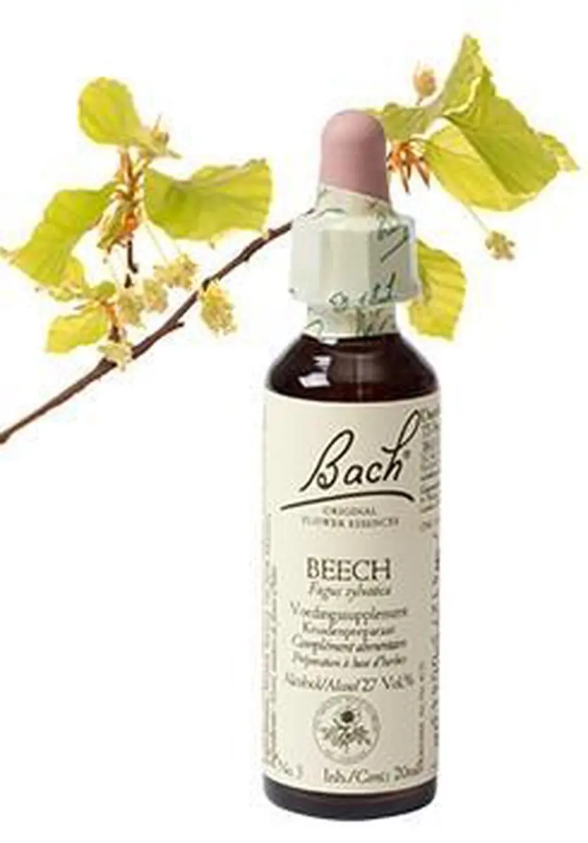 Beech/Beuk Bach