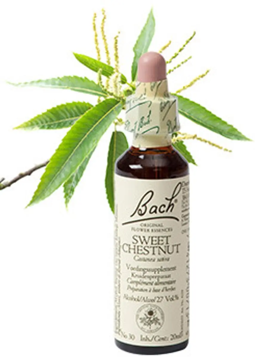 Sweet Chestnut/Tamme Kast Bach