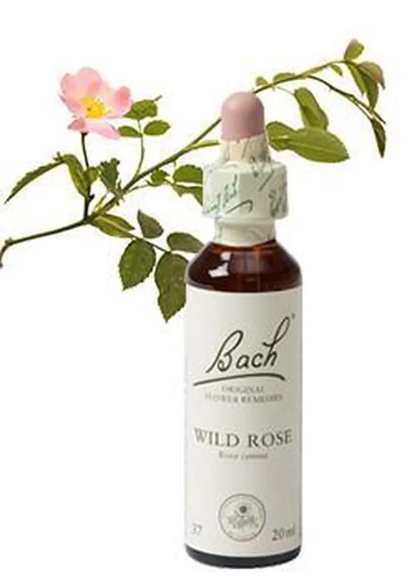 Bach Wild Rose Voedingssupplement 20ml - afbeelding 6 van 6