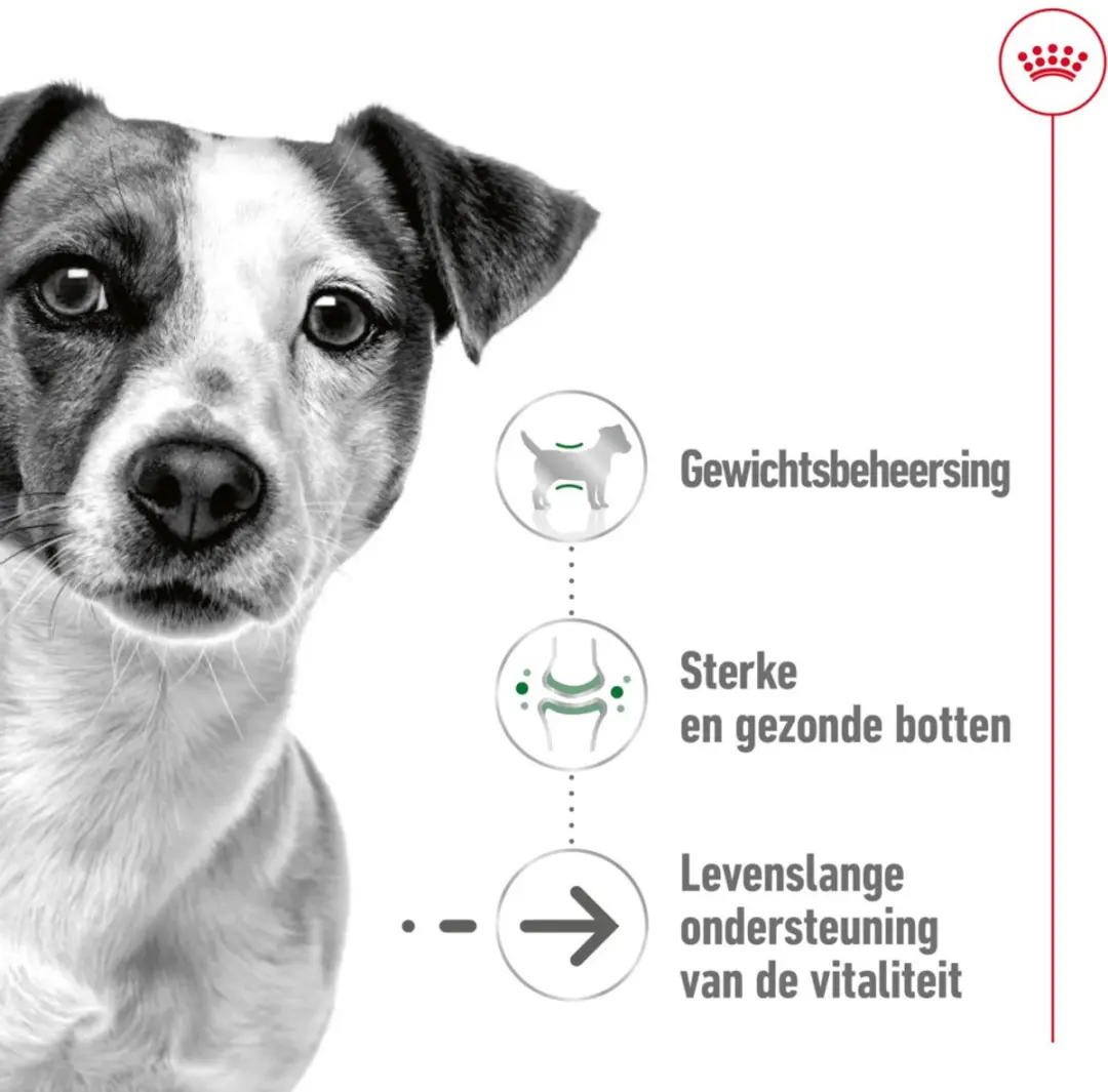 Royal Canin Mini Ageing 12+ Natvoer - 48 Stuks (4x12x85g)