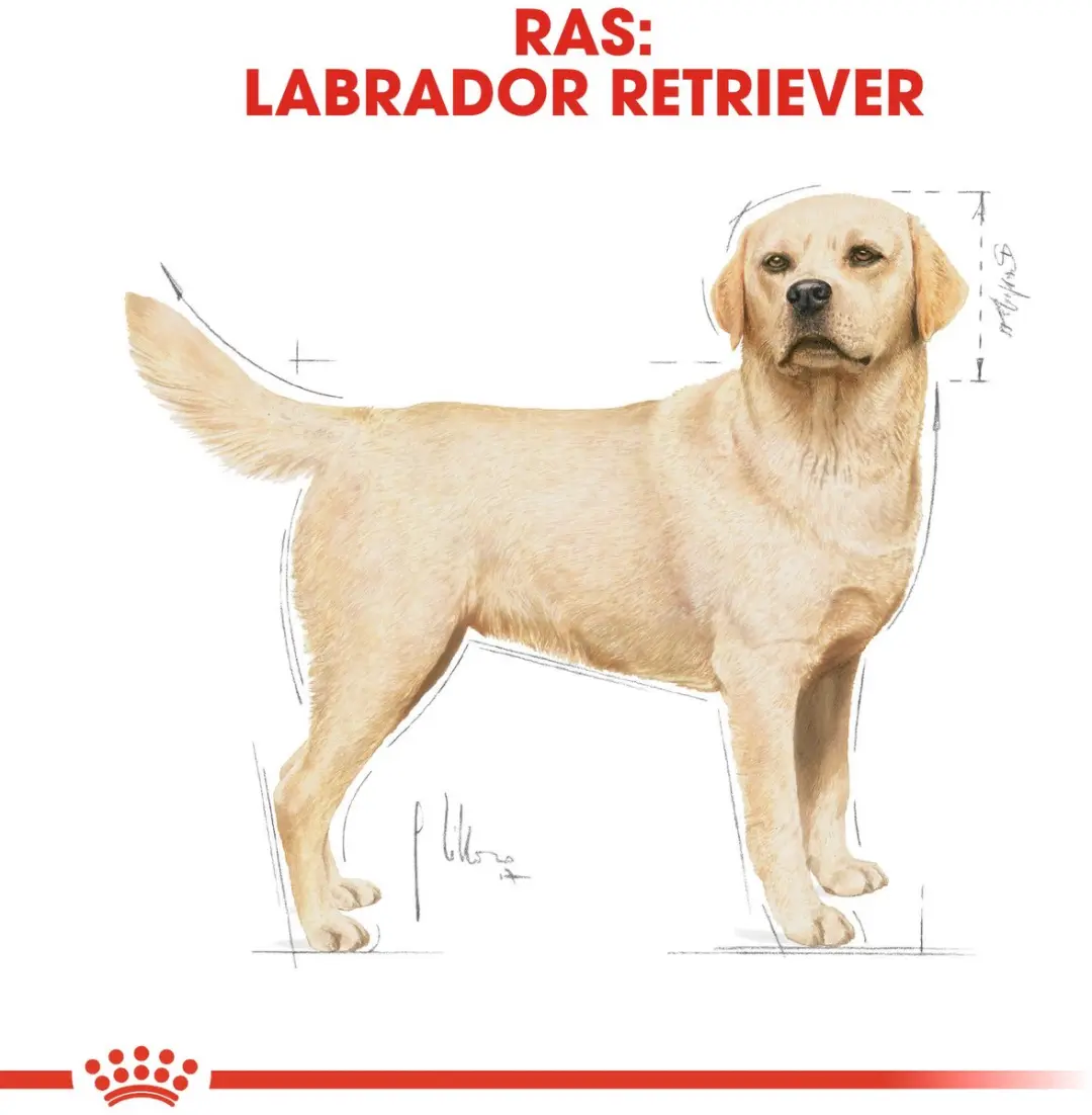 Royal Canin Labrador Retriever Adult Hondenbrokken 12kg - afbeelding 6 van 6