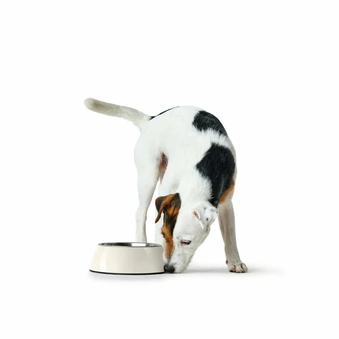 Hunter Voerbak voor Honden 1,4L - Zwart - Melamine
