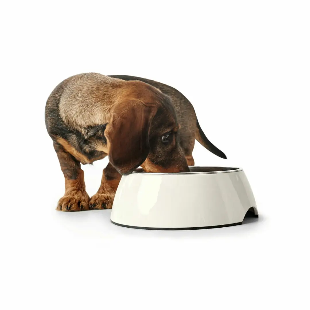 Hunter Voerbak voor Honden 1,4L - Zwart - Melamine