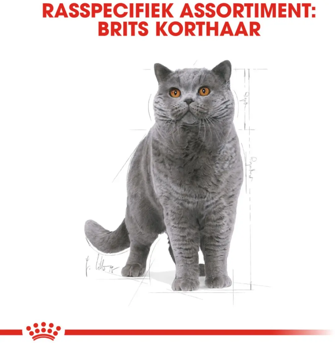 Royal Canin British Shorthair Adult Kattenvoer - 12x400g