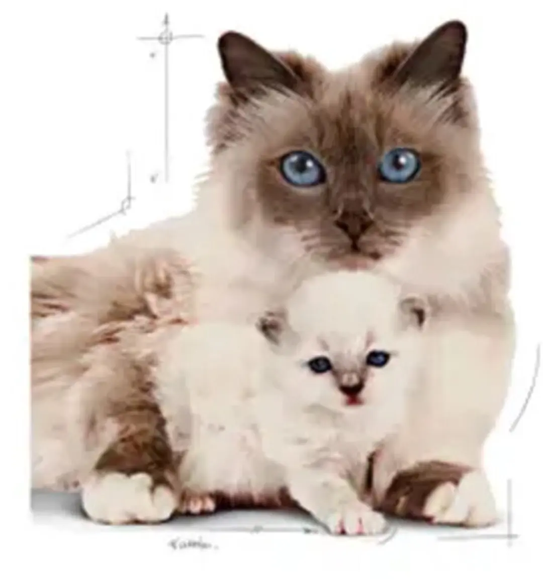 Royal Canin Mother & Babycat Kattenvoer - 4x4kg