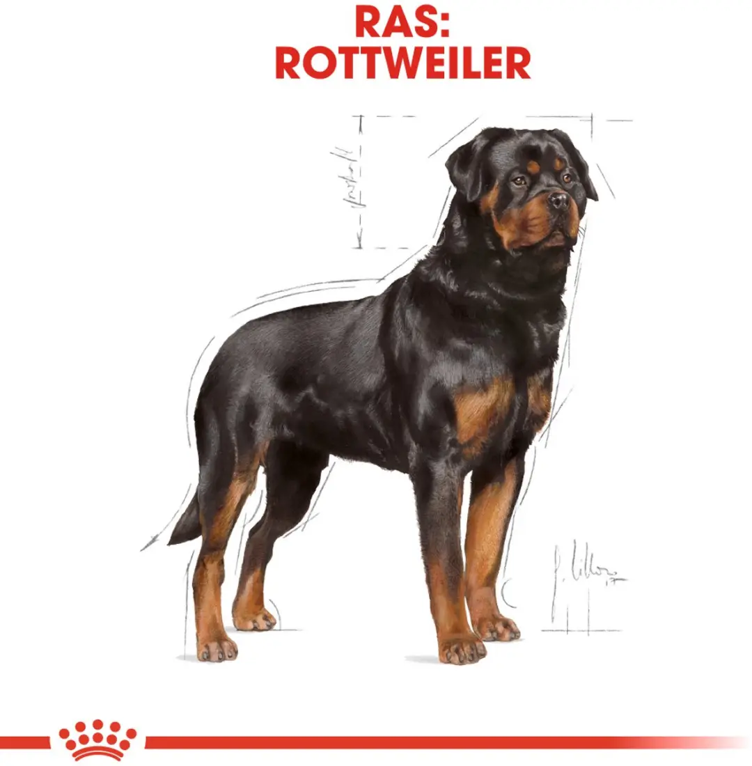 Royal Canin Rottweiler Adult Hondenbrokken 12kg - afbeelding 6 van 6