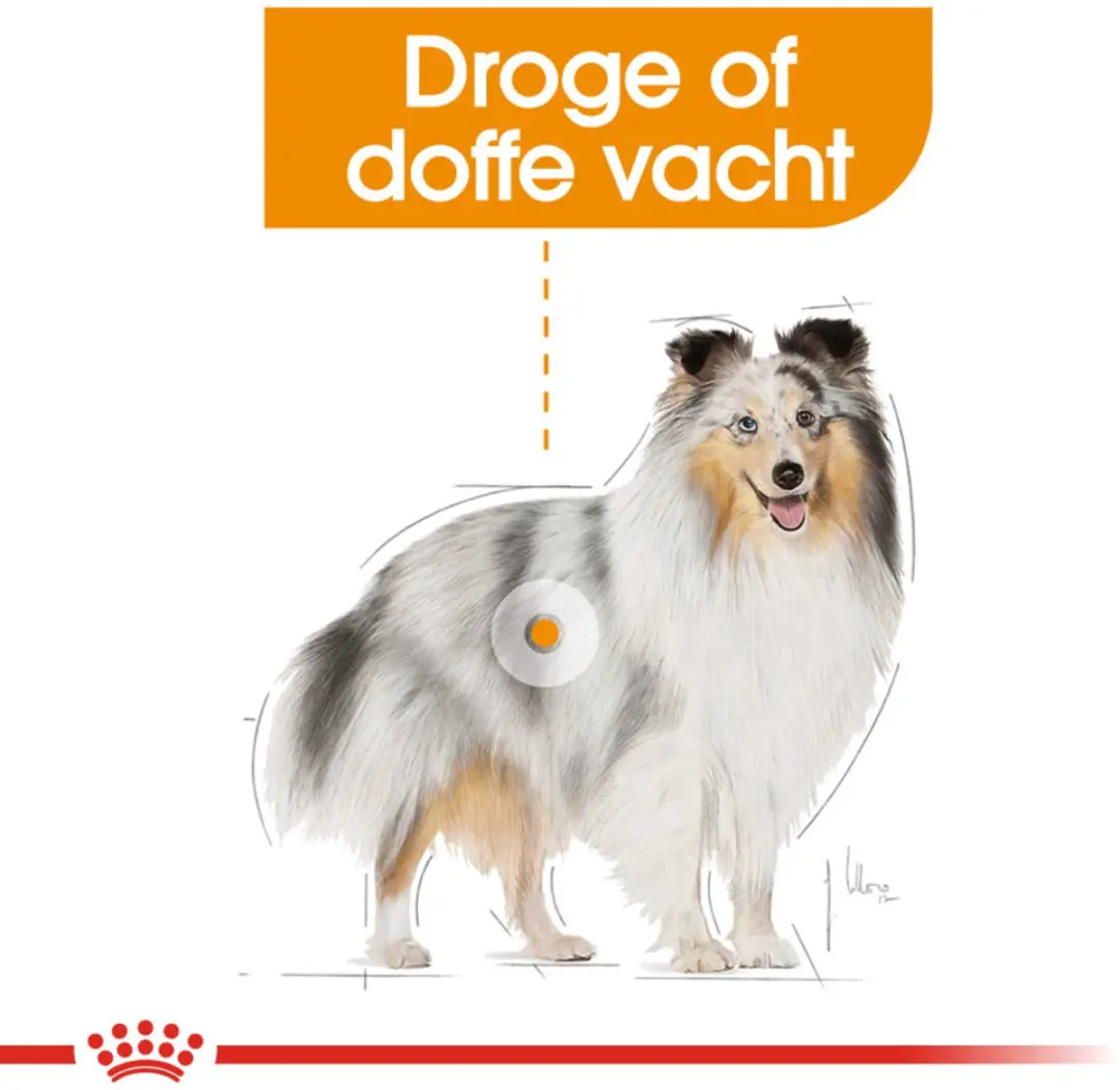 Royal Canin Coat Care Mini Hondenvoer - 12kg (4x3kg)