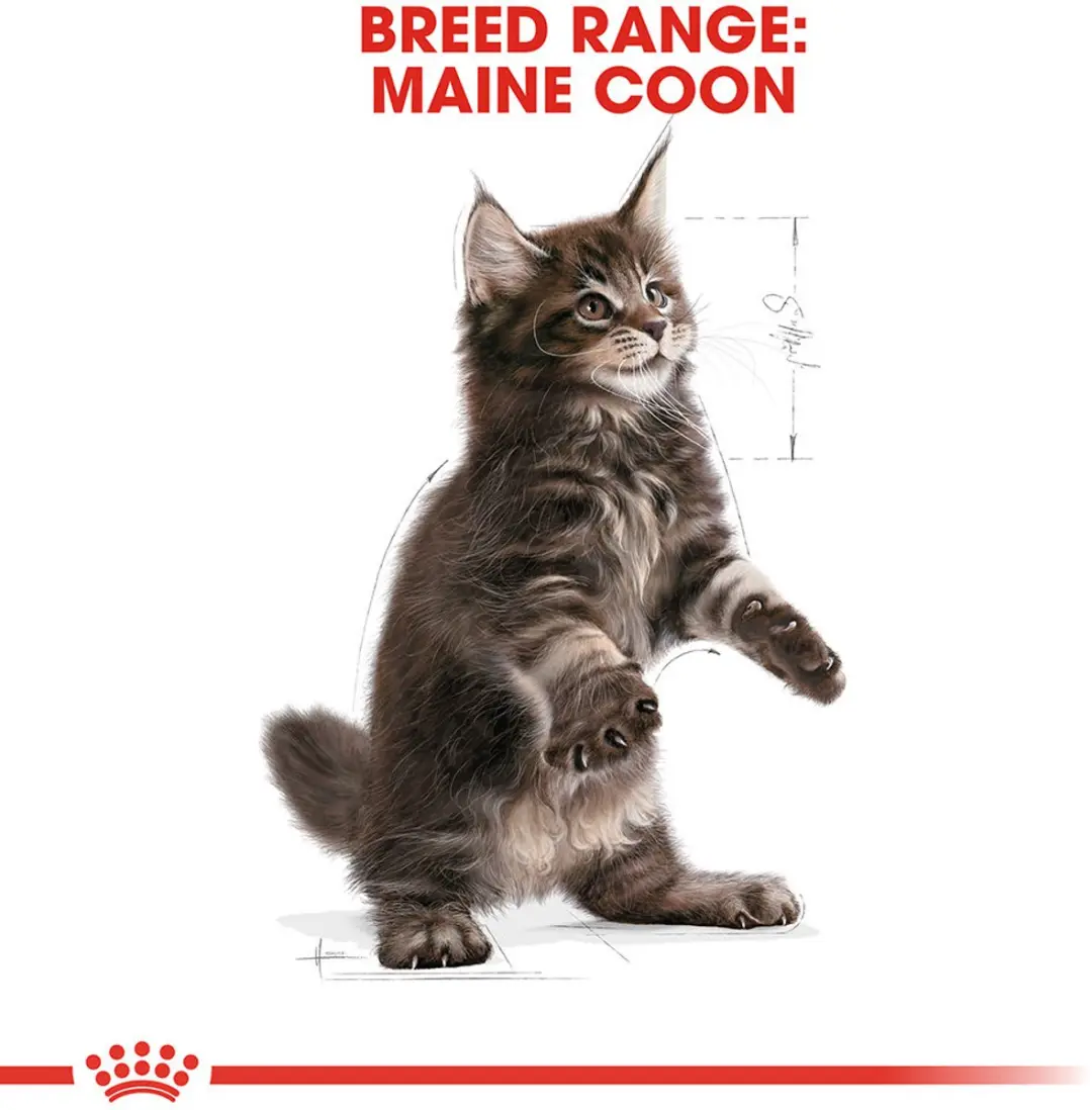 Royal Canin Maine Coon Kitten Kattenvoer 400g