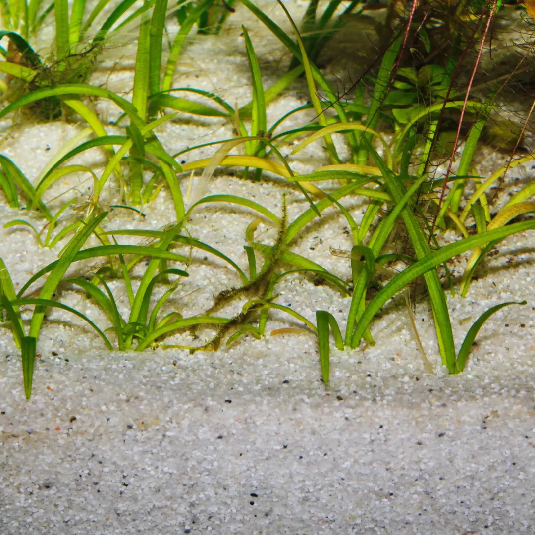 JBL Sansibar River Natuurlijk Aquariumzand