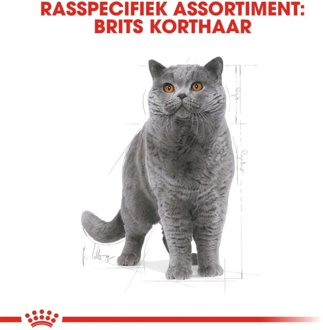 Royal Canin British Shorthair Adult Kattenvoer Brokjes 10kg