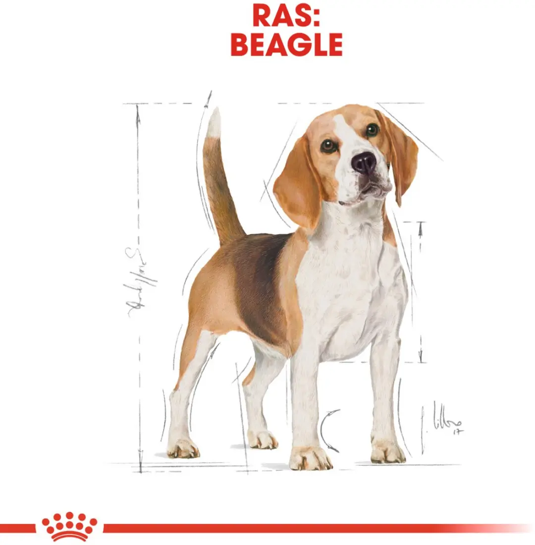 Royal Canin Beagle Adult Hondenvoer - 3kg