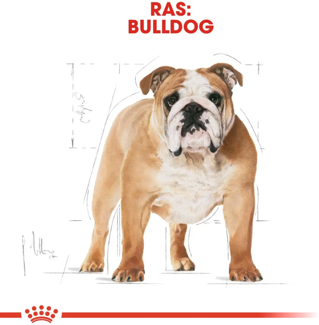 Royal Canin Bulldog Adult Hondenvoer - 3 kg