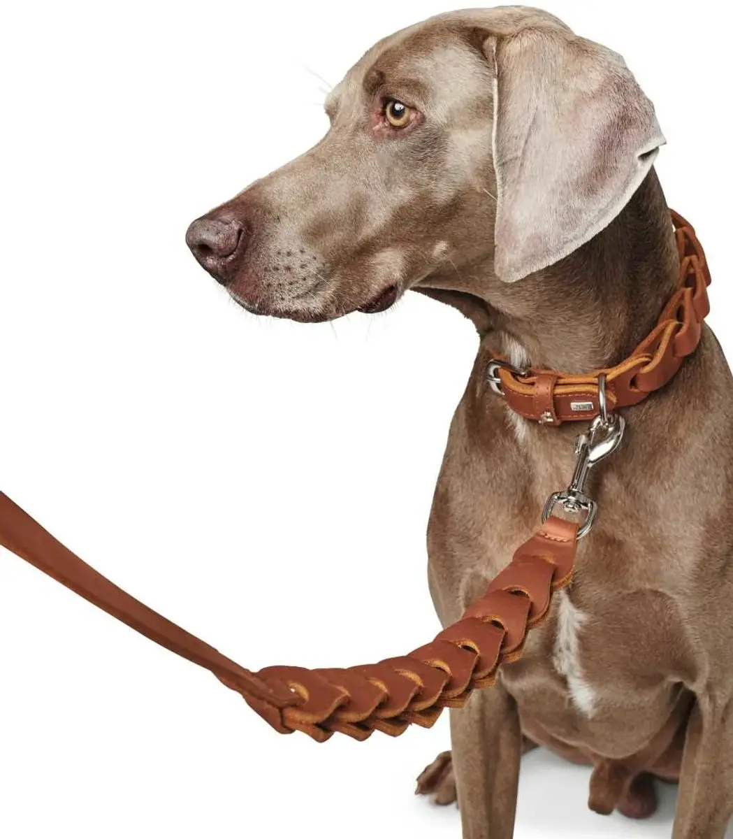 Hunter Solid Education Hondenriem - Cognac