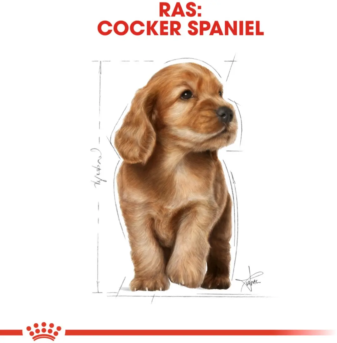 Royal Canin Cocker Puppy Hondenvoer - 3 kg