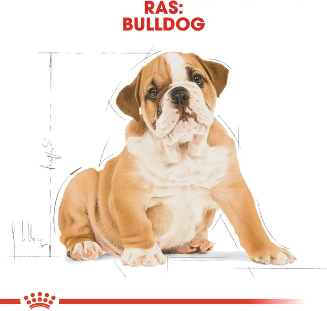 Royal Canin Bulldog Puppy Hondenvoer 12kg