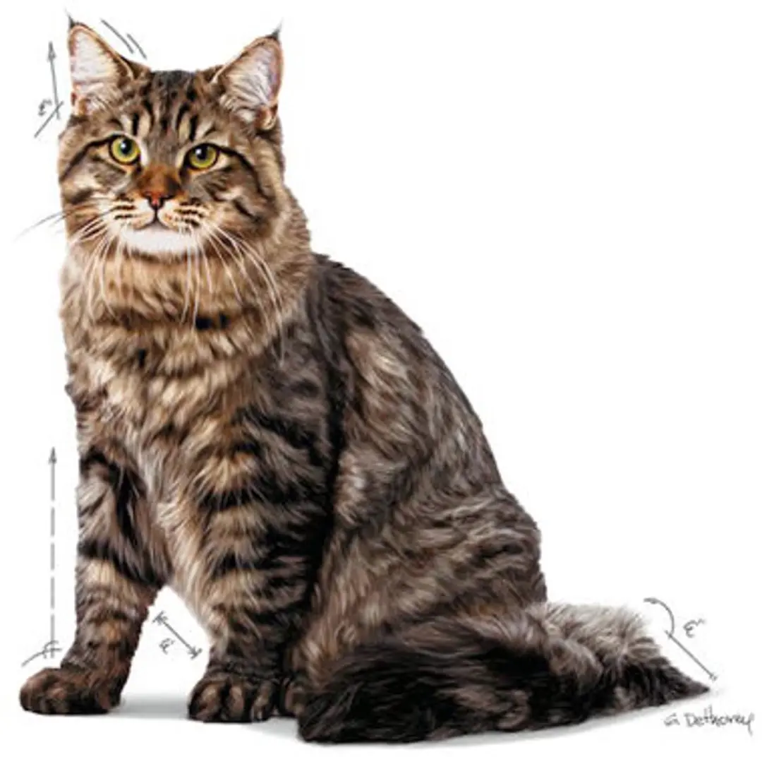 Royal Canin Urinary Care In Jelly Kattenvoer - 12x85g