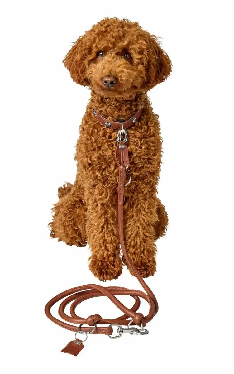 Hunter München Hondenriem Verstelbaar 200cm - Cognac
