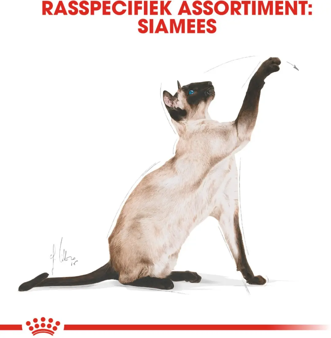 Royal Canin Siamese Adult Kattenvoer - 2kg