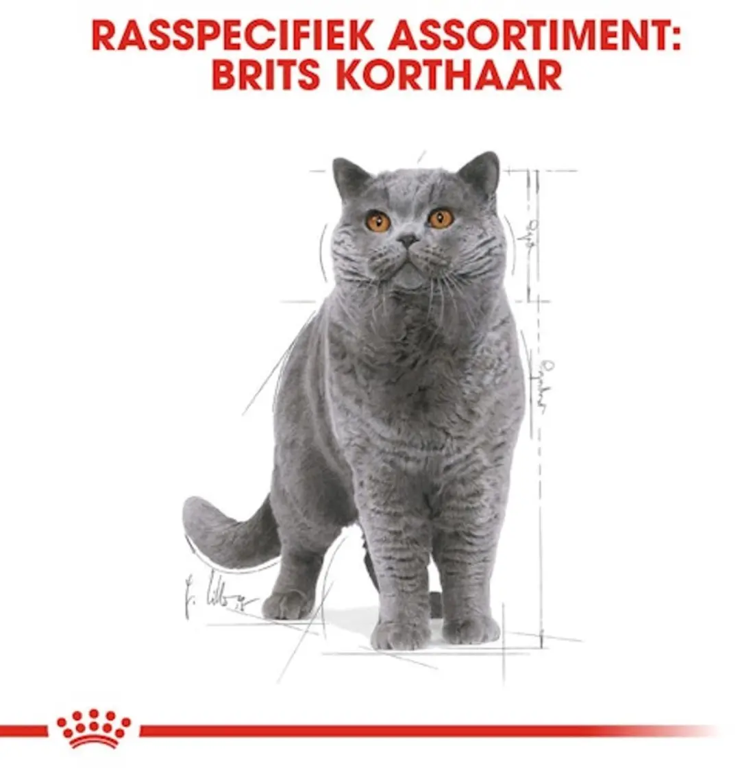 Royal Canin British Shorthair Adult Natvoer - 24x85g