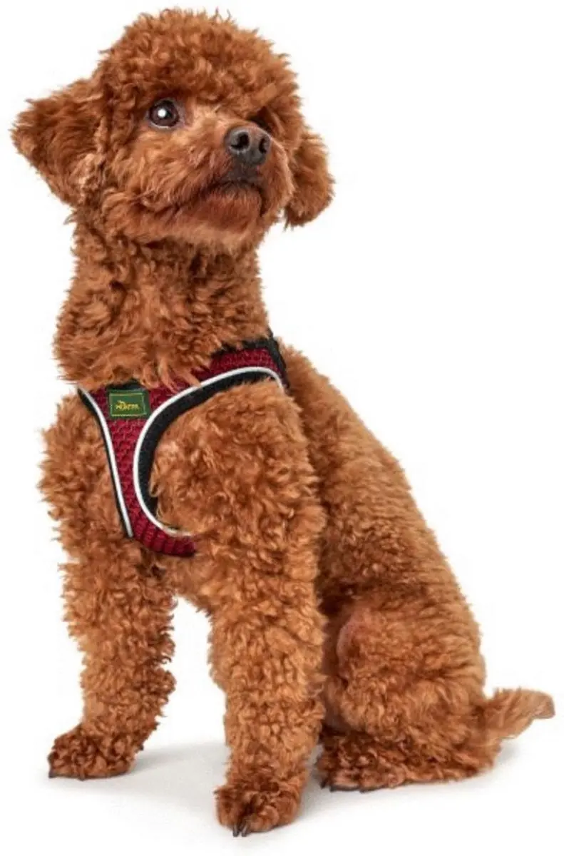 Hunter Hilo-Comfort Hondentuigje - Rood M