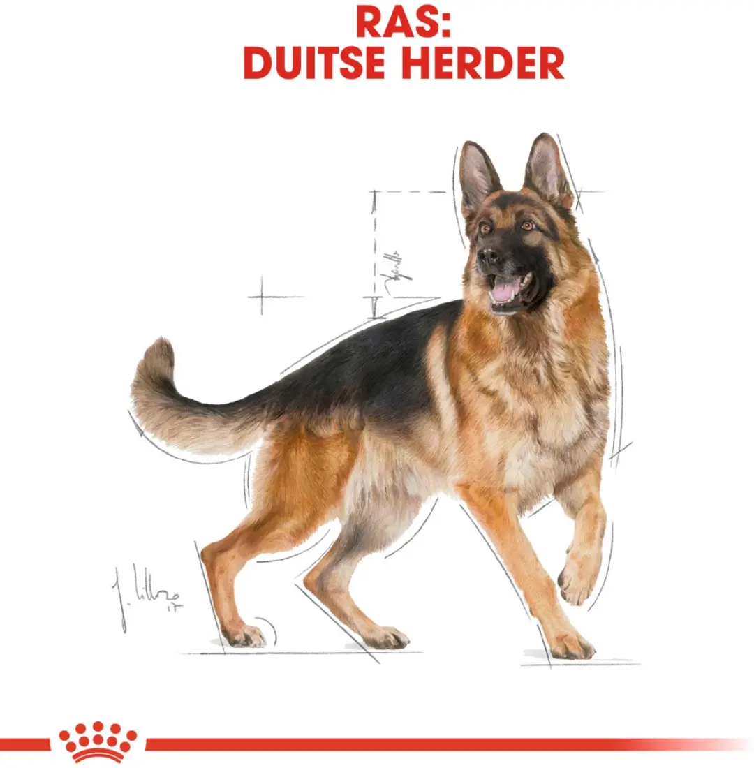 Royal Canin German Shepherd Adult Hondenvoer 11kg