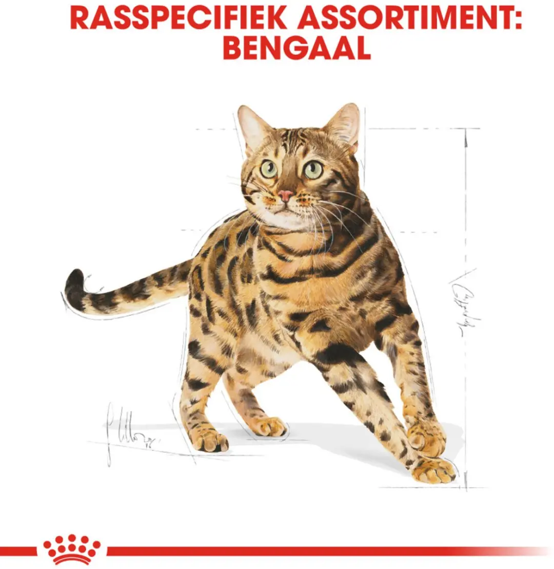 Royal Canin Bengal Adult Kattenvoer - 6x2kg