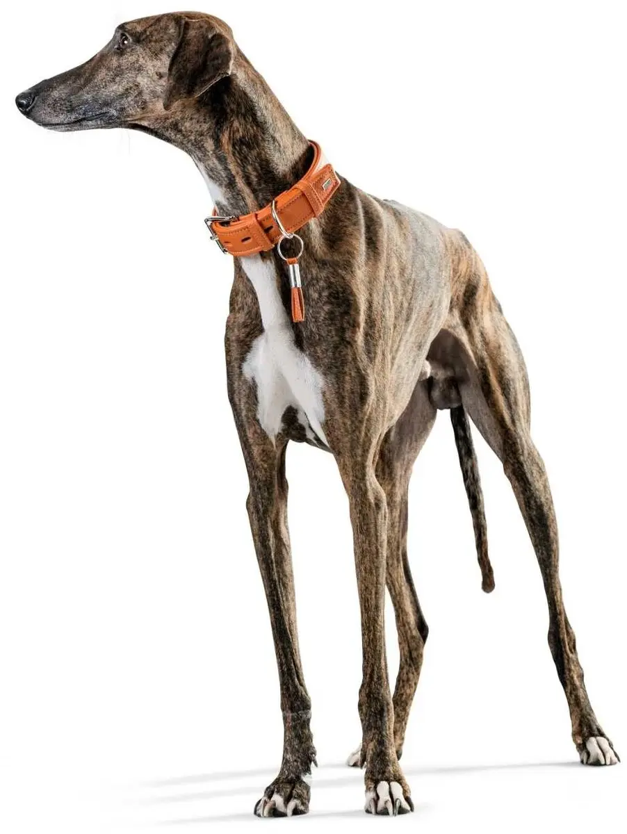 Hunter Hondenhalsband Cannes - 49-57cm Oranje