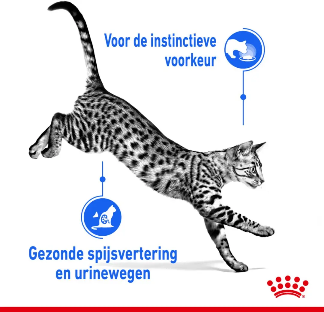 Royal Canin Indoor Jelly Kattenvoer - 48 x 85g