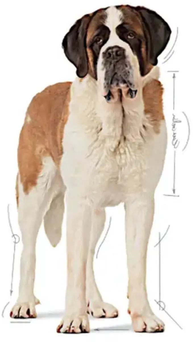 Royal Canin Giant Junior Hondenvoer - 15 kg