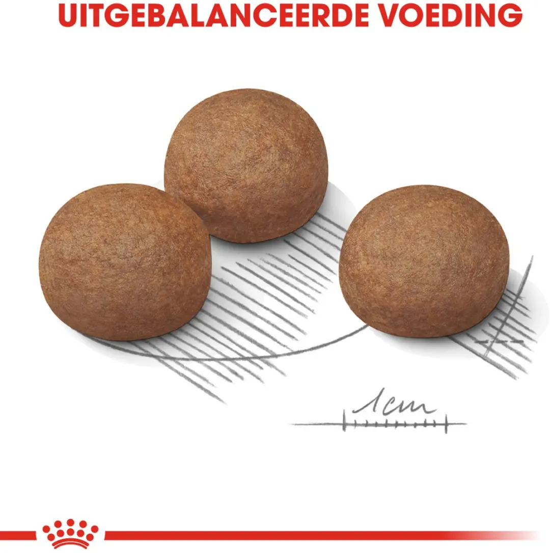 Royal Canin Digestive Care Maxi Hondenvoer 3kg