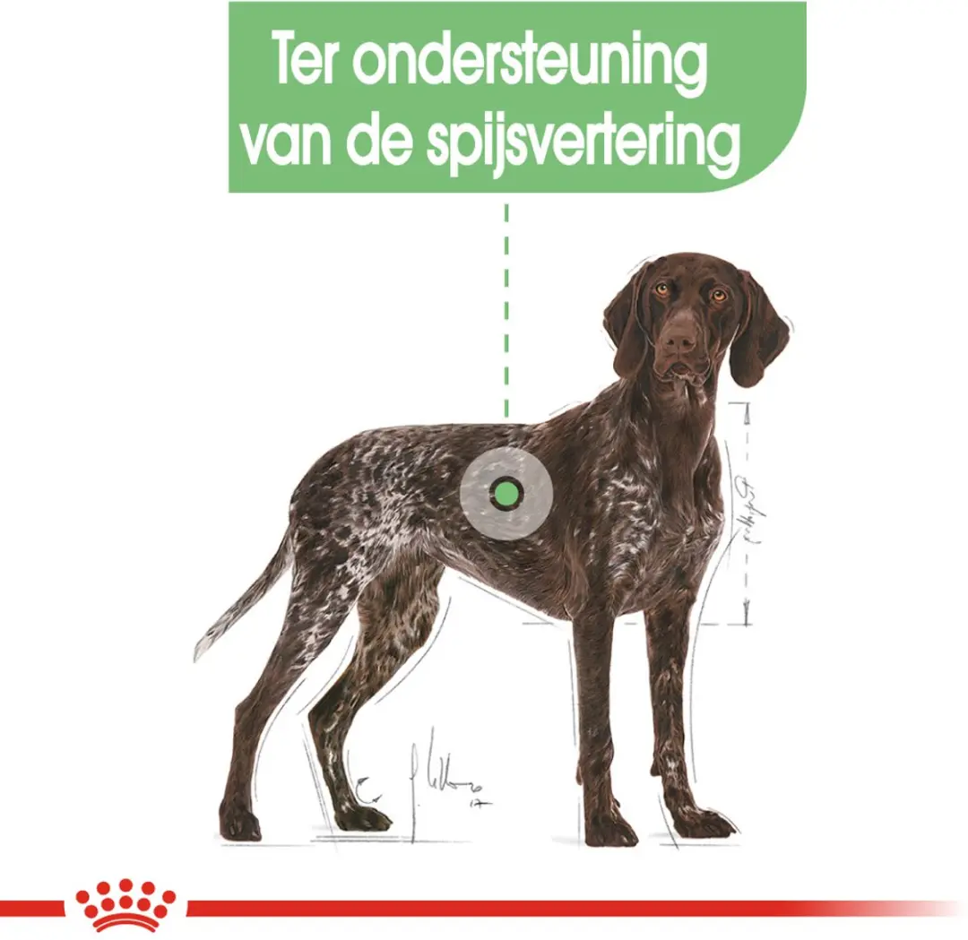 Royal Canin Digestive Care Maxi Hondenvoer 3kg