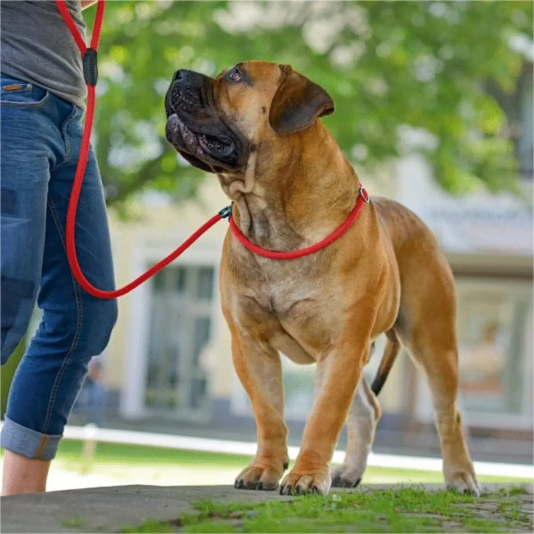 Hunter Retrieverlijn Stop Freestyle 8mm x 170cm - Turquoise