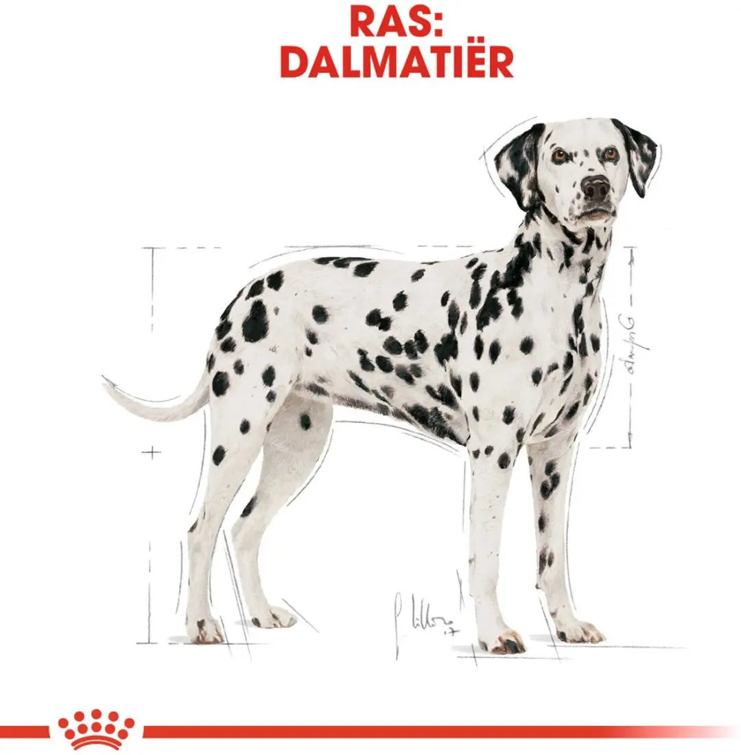 Royal Canin Dalmatian Adult Hondenvoer - 12 kg