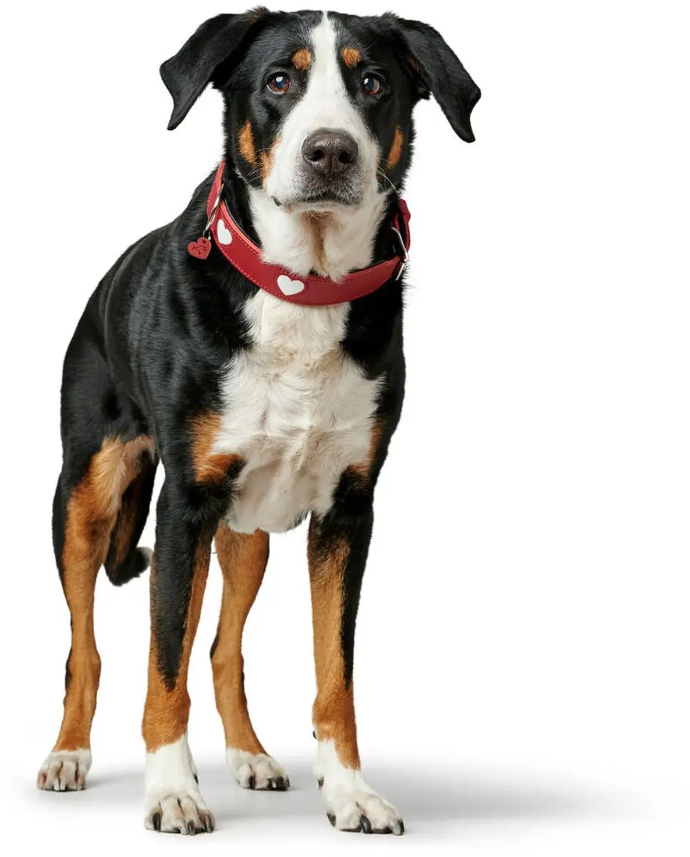 Hunter Collar Love Halsband