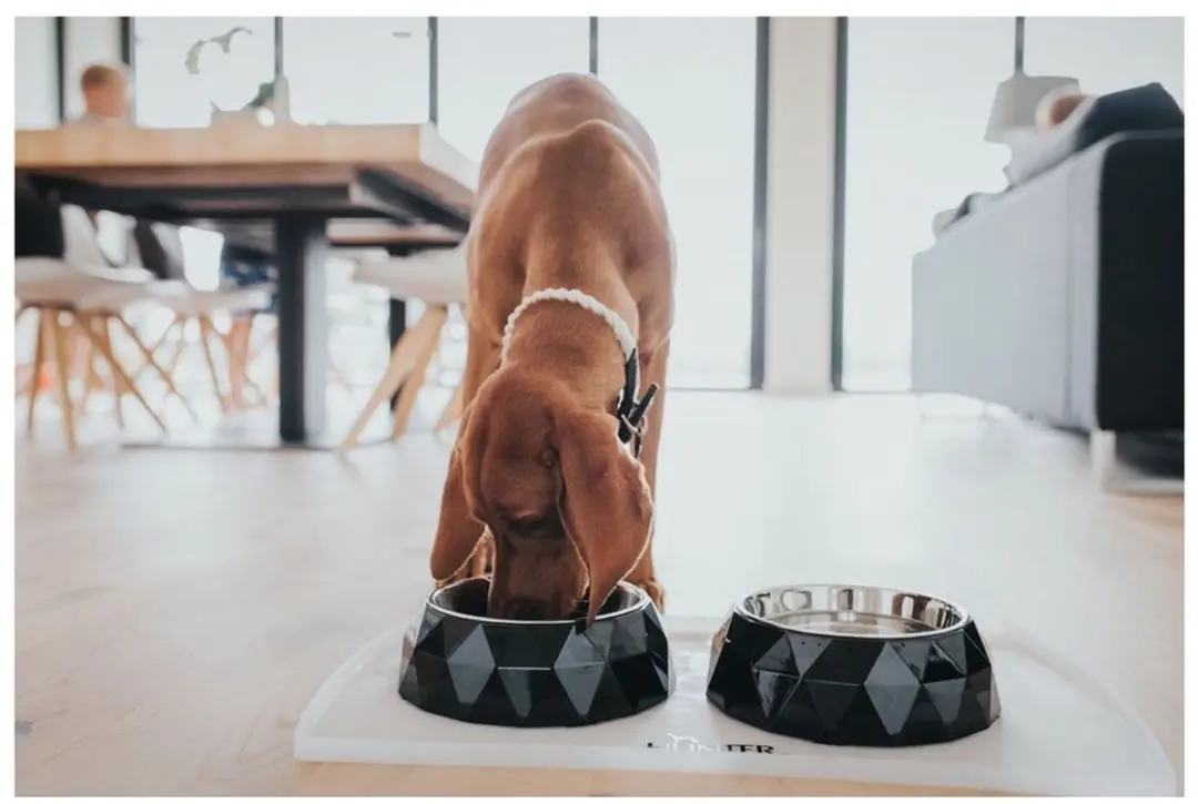 Hunter Kimberley Voerbak Honden - Melamine - 22,5x22,5x4,5cm - Wit