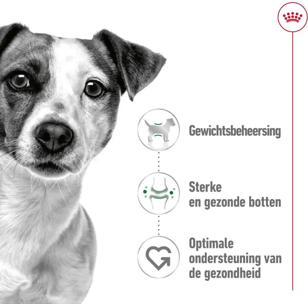 Royal Canin Mini Adult Hondenvoer - 6 kg (3x2kg)