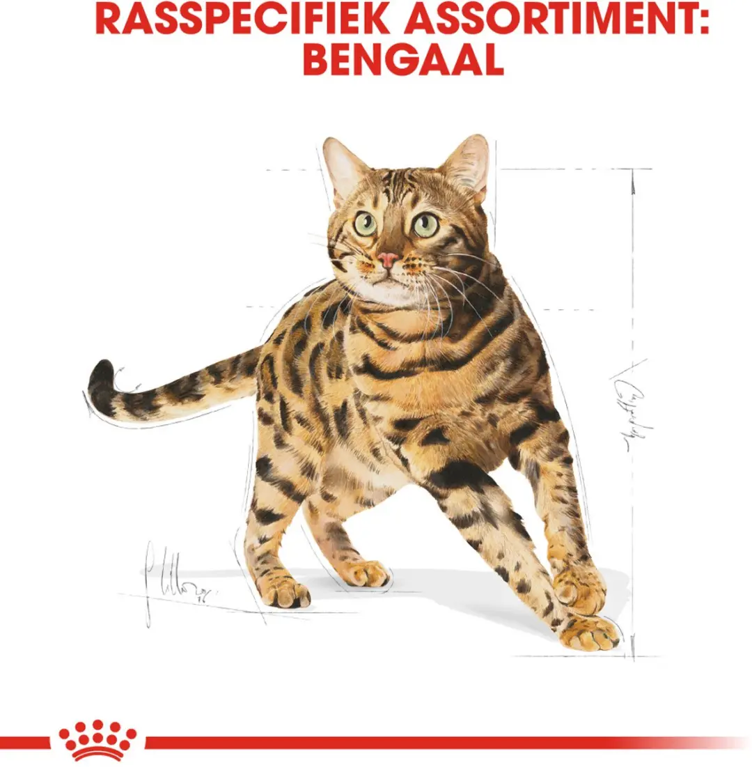 Royal Canin Bengal Adult Kattenvoer 10kg