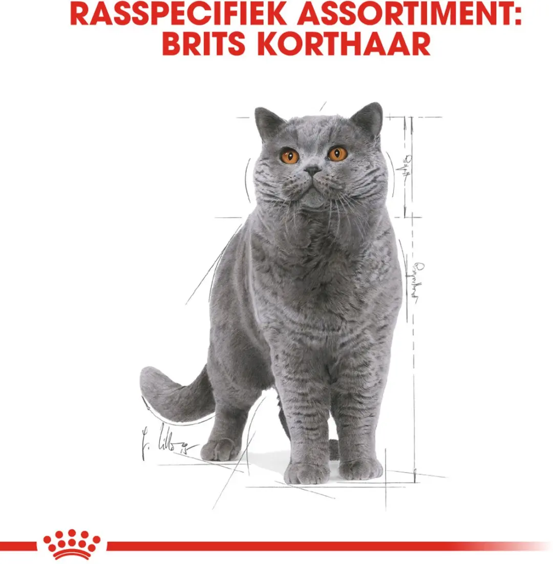 Royal Canin Feline British Shorthair Adult Pouch - 12x85g
