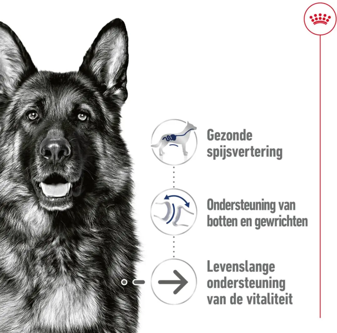 Royal Canin Maxi Ageing 8+ Hondenvoer Nat - 40x140g