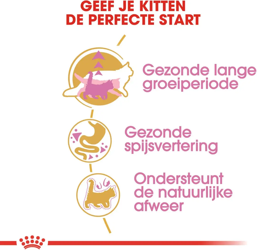 Royal Canin Maine Coon Kitten - 2kg