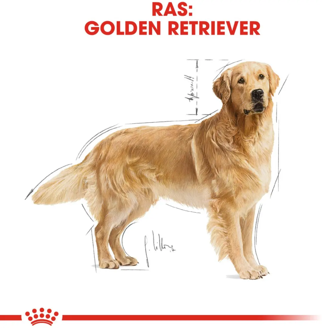 Royal Canin Golden Retriever Adult Hondenvoer - 24kg - afbeelding 6 van 6