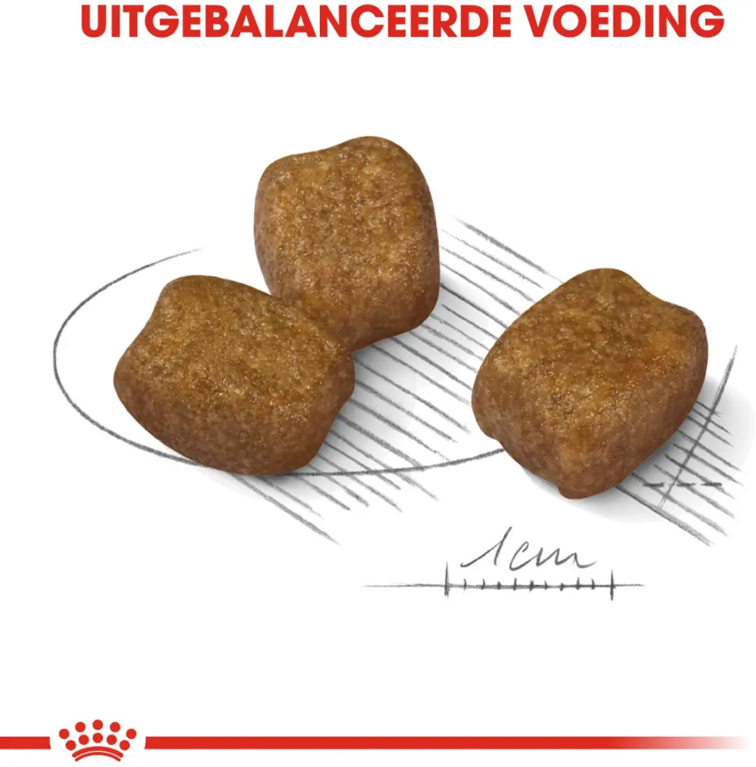 Royal Canin Dental Care Mini Hondenvoer - 3 kg